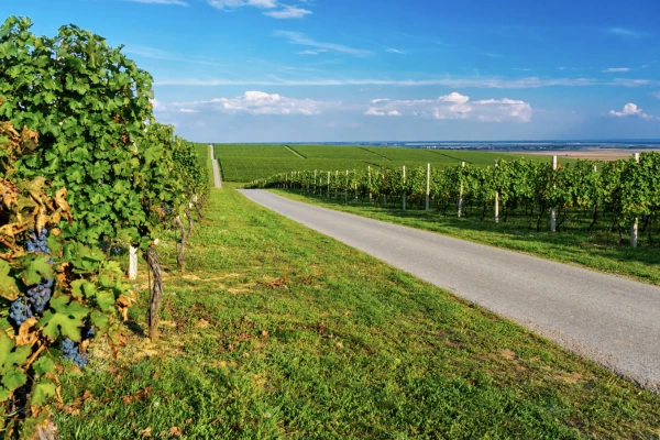 RALLYE ROUTE DES VINS D'ALSACE - Bonjour Fun