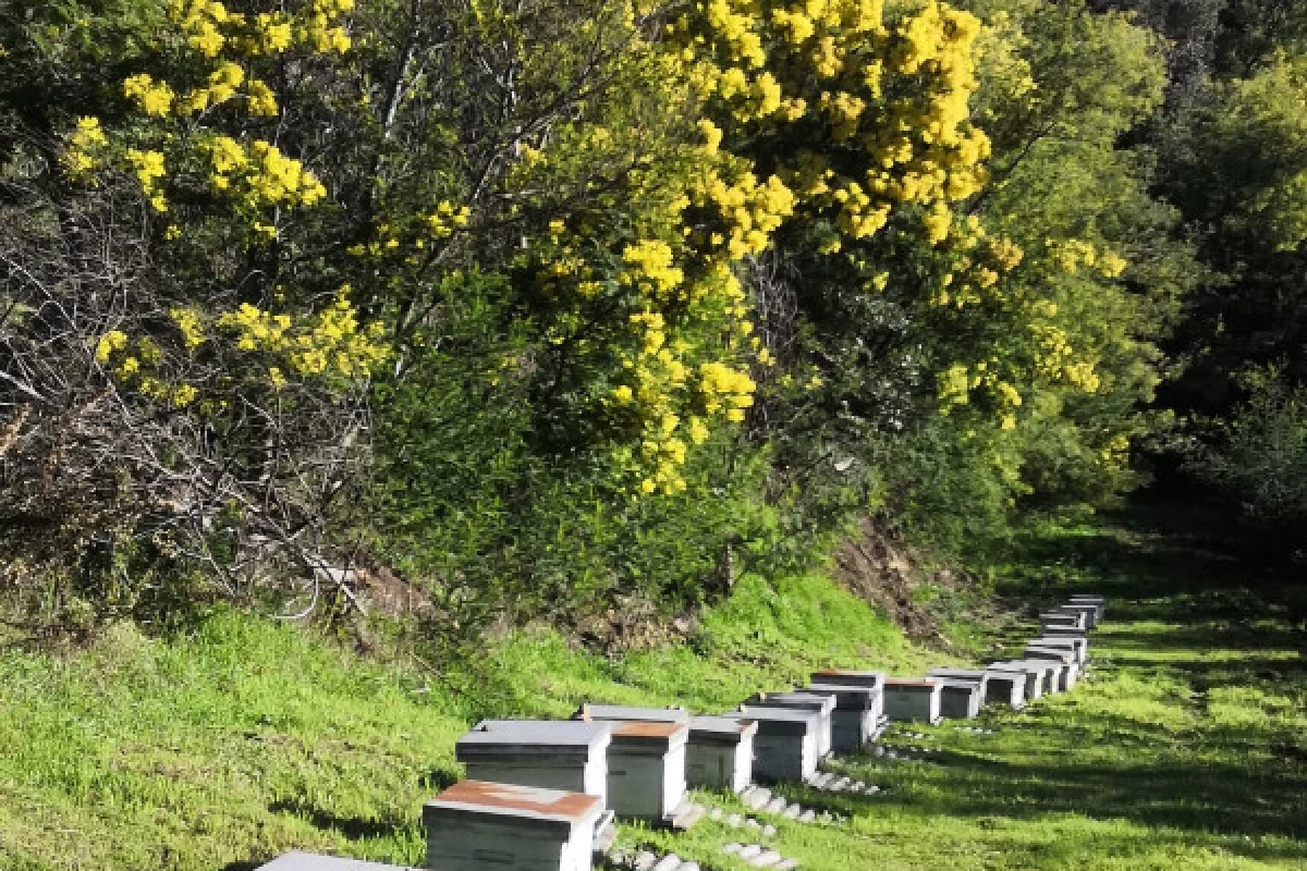 Randonnée dans la plus grande forêt de Mimosa d'Europe - Bonjour Fun