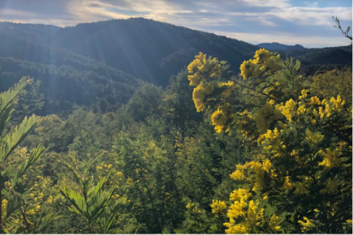 Randonnée dans la plus grande forêt de Mimosa d'Europe - Bonjour Fun