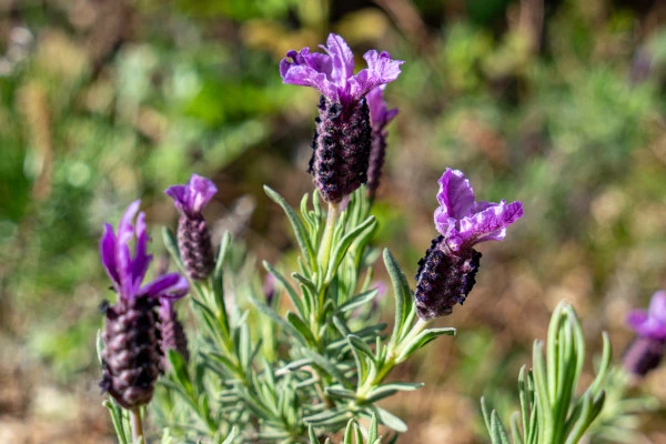 Randonnée découverte et plantes comestibles - Les Adrets de l'Estérel - Bonjour Fun