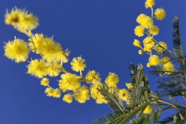 Randonnée au cœur des Mimosas à Mandelieu - La Napoule - Bonjour Fun