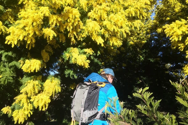 Randonnée dans la plus grande forêt de Mimosa d'Europe - Bonjour Fun