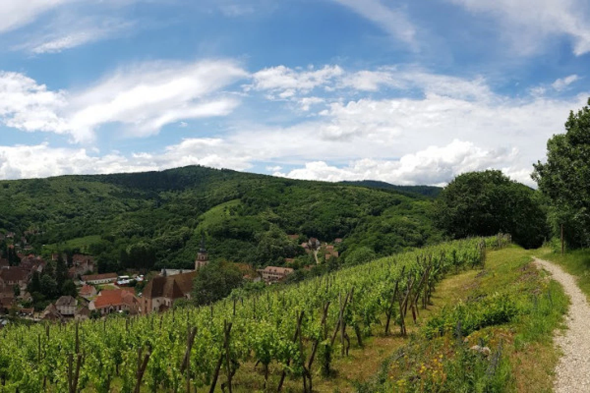 Rencontrez le vigneron dans son élément! - Bonjour Fun