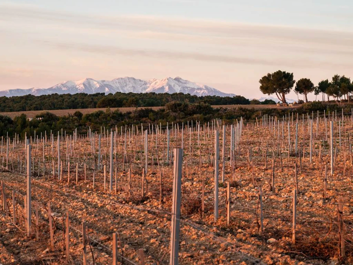 Rivesaltes, Les Secrets de son terroir - Bonjour Fun