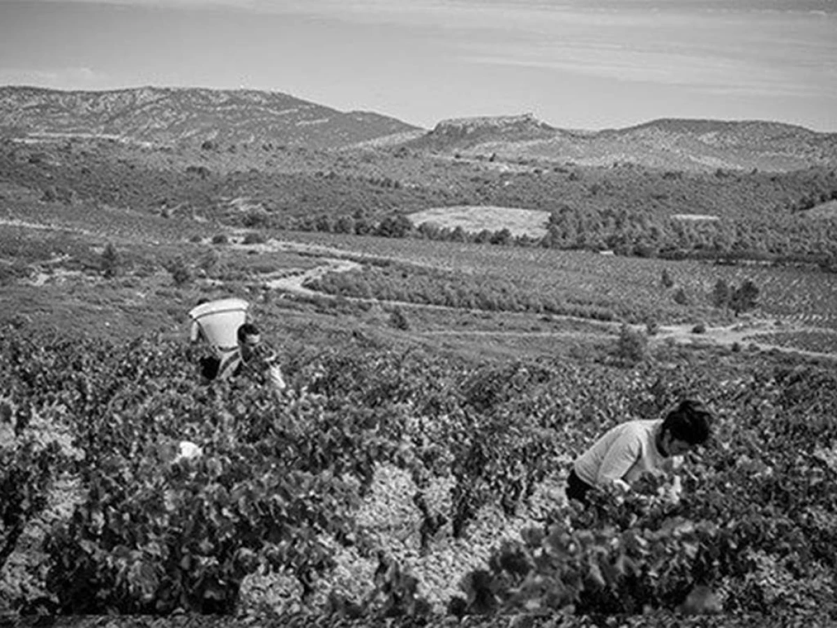 Rivesaltes, Les Secrets de son terroir - Bonjour Fun