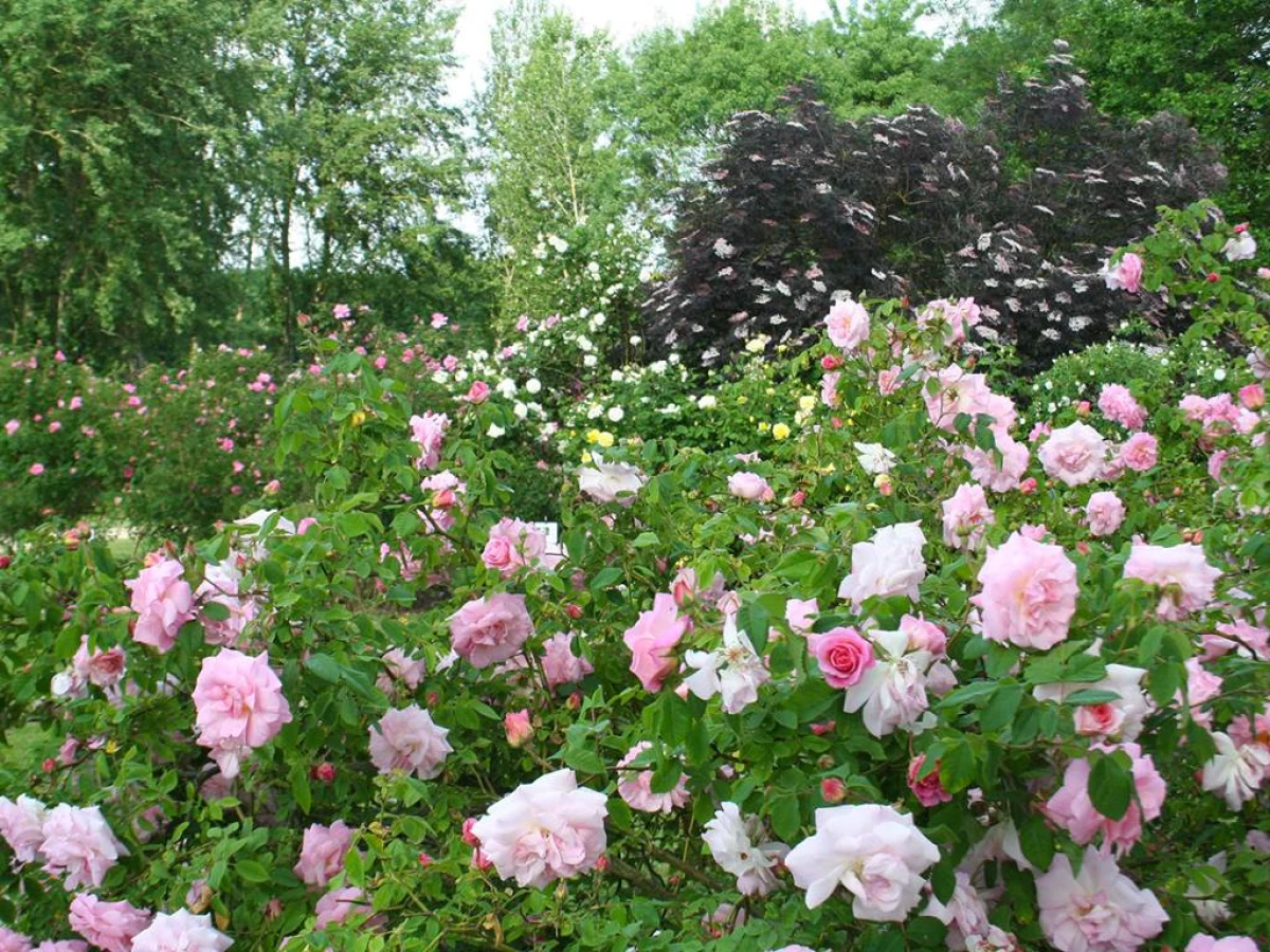 Visitie de la roseraie - les chemins de la rose - Bonjour Fun