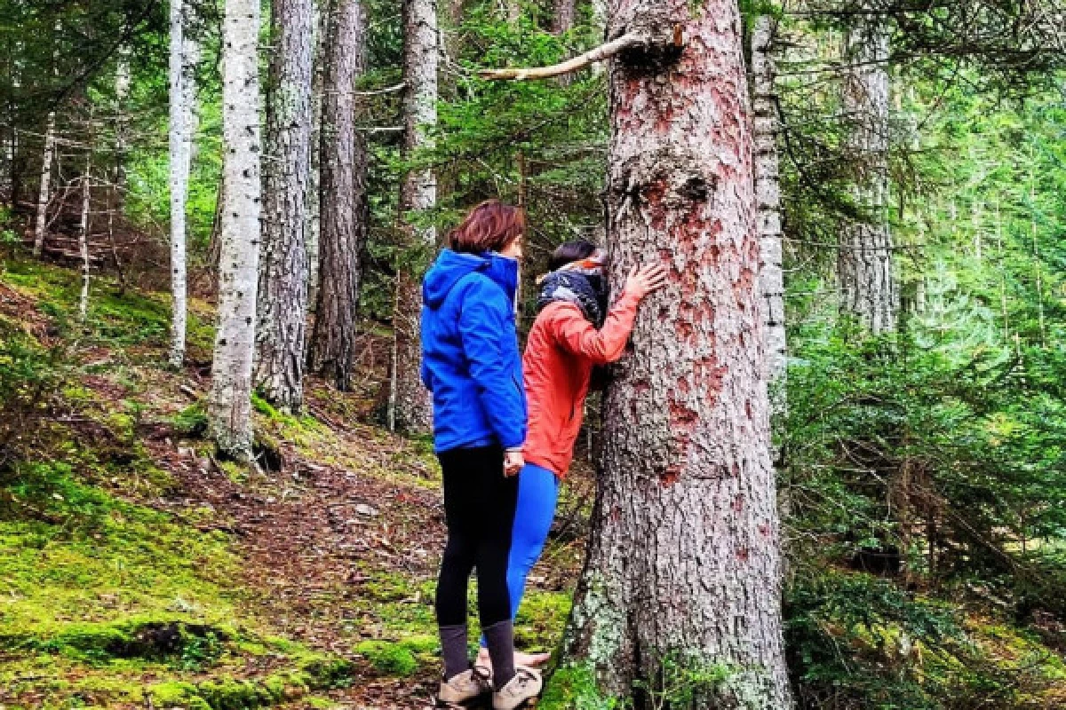 S'apaiser en se reliant à la Nature - BAIN DE FORET - Bonjour Fun