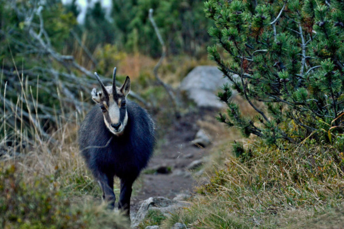 Sortie 'A la rencontre des chamois' - Bonjour Fun