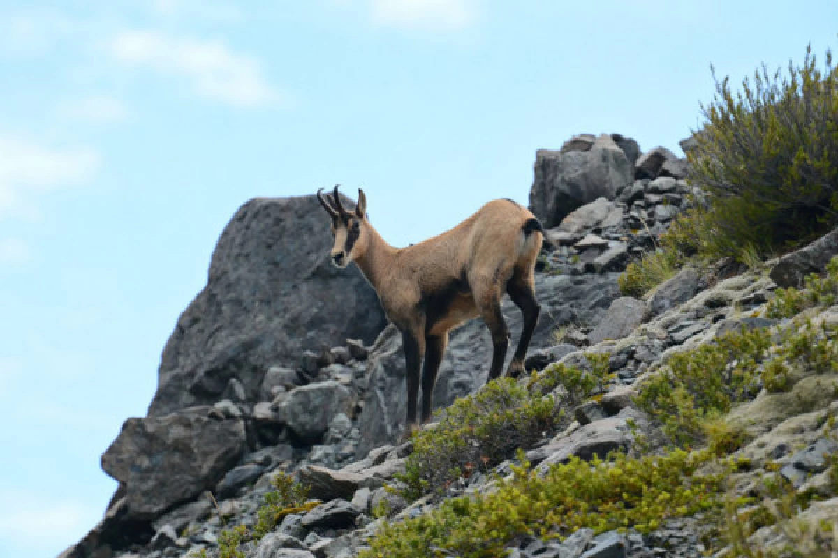 Sortie 'A la rencontre des chamois' - Bonjour Fun