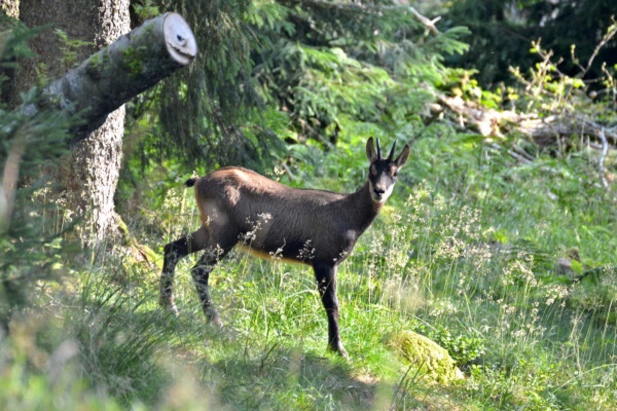 Sortie 'A la rencontre des chamois' - Bonjour Fun