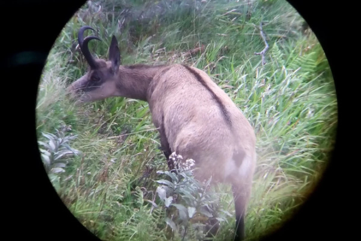 Sortie observation des chamois  au Col de la Schlucht - Bonjour Fun