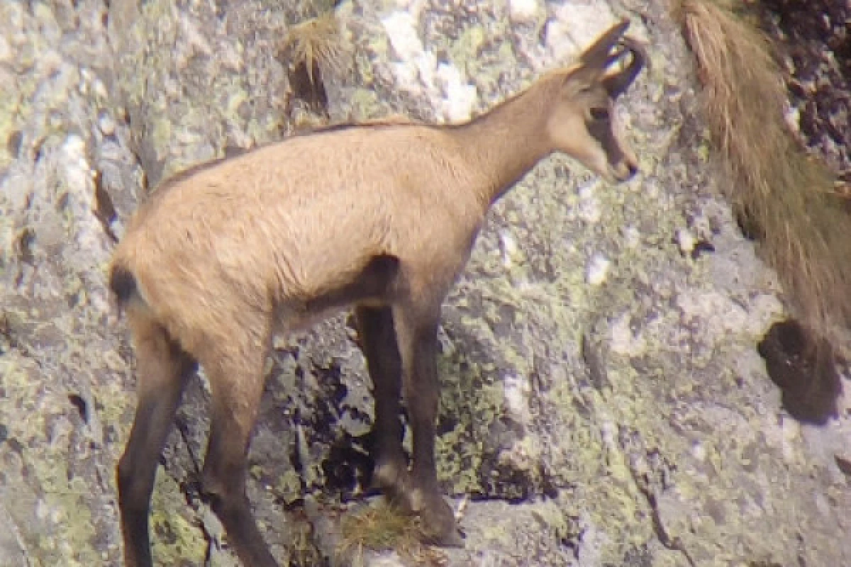 Sortie observation des chamois  au Col de la Schlucht - Bonjour Fun