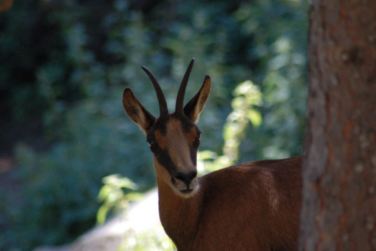 Sortie observation des chamois - Bonjour Fun