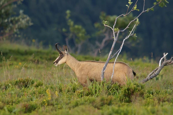 Sortie observation des chamois au Gaschney - Bonjour Fun