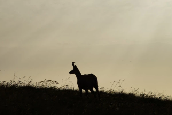 Sortie observation des chamois au Gaschney - Bonjour Fun