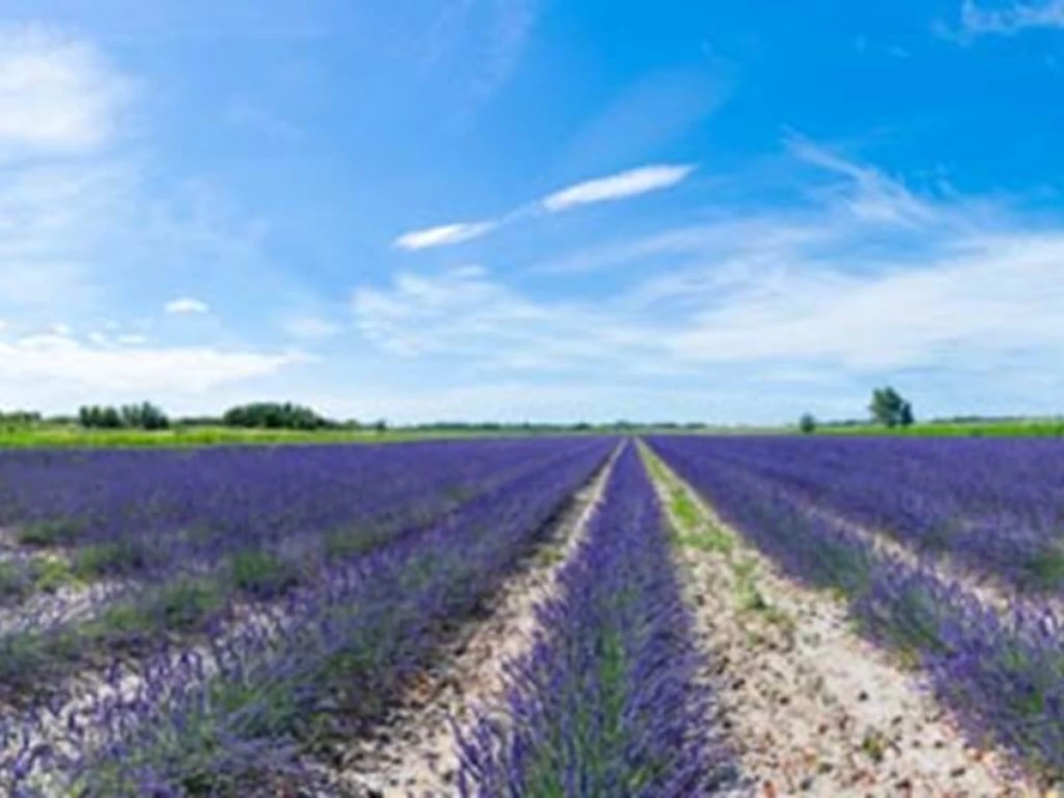 Un MAS en PROVENCE, de la plante au parfum - Bonjour Fun