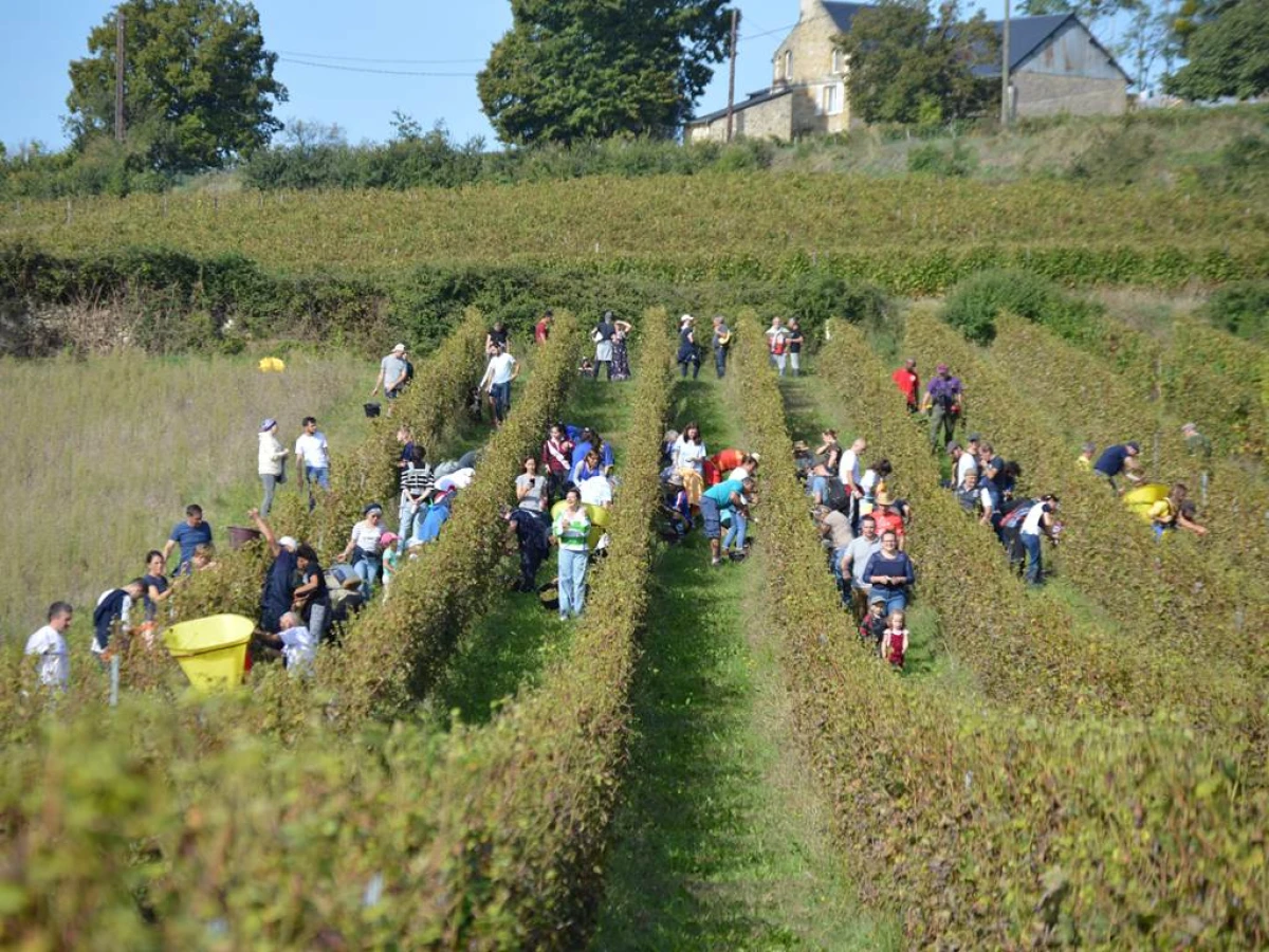 Vendangeur d'un jour le  5 octobre 2024 - Bonjour Fun