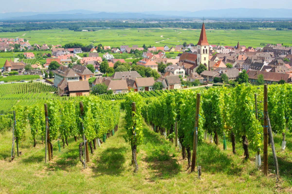 Mini-Rallye Découverte du Vignoble et des Vins - Bonjour Fun