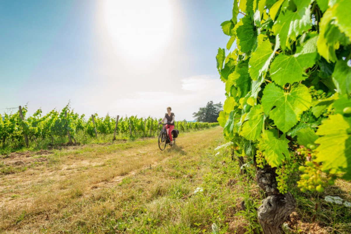 La Vinocycle - Anglais - Bonjour Fun