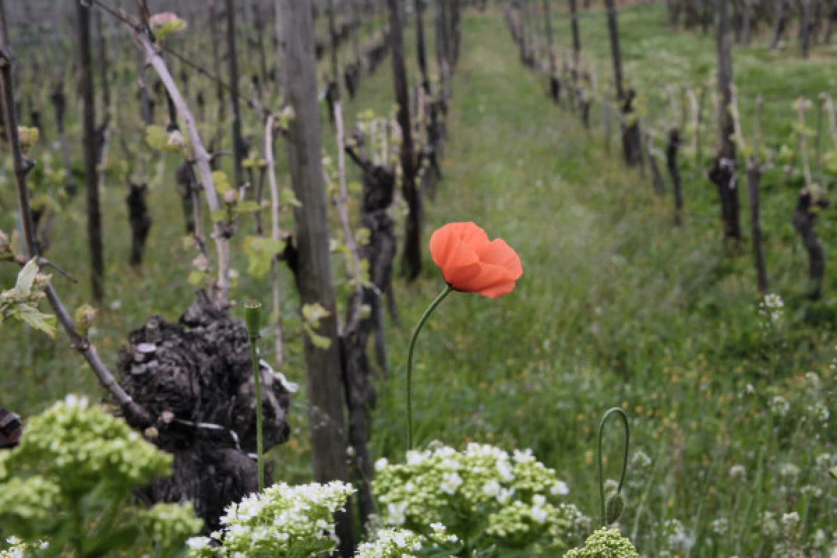 Vins Bio: Découverte et Dégustation avec les Vignerons! - Bonjour Fun