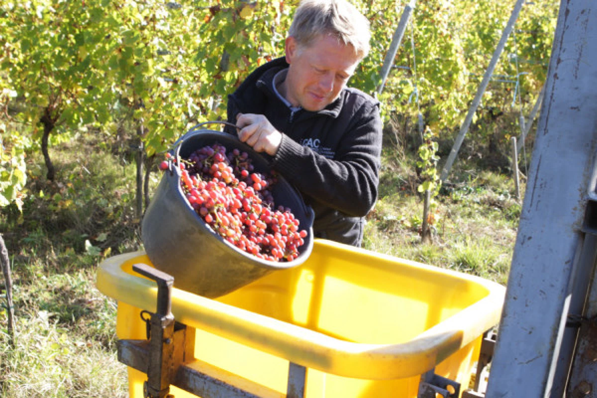 Vins Bio: Découverte et Dégustation avec les Vignerons! - Bonjour Fun