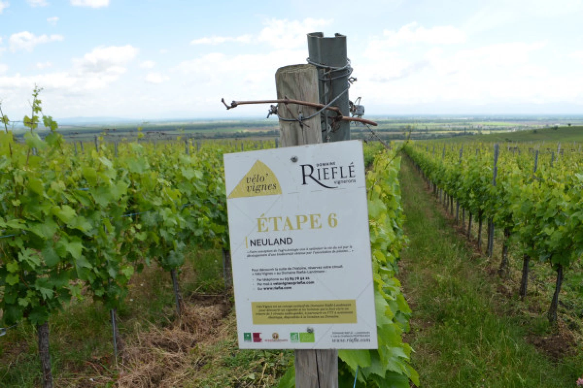 Visite audio-guidée du vignoble en VTT à assistance électrique. - Bonjour Fun