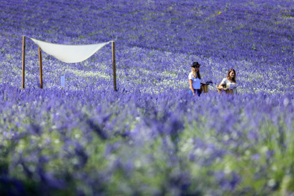 Visite d'un champ de Lavande Aix en Provence - Bonjour Fun