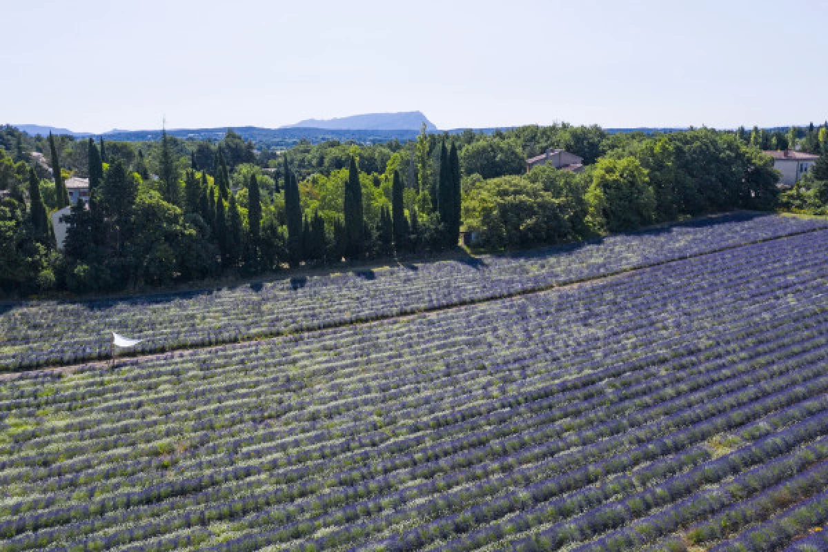 Visite d'un champ de Lavande Aix en Provence - Bonjour Fun