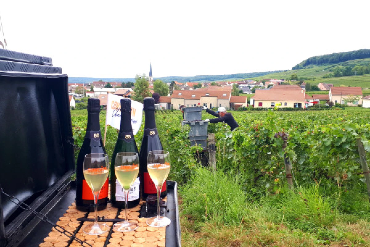 Visite de cave et balade dégustation Millésimé, vignoble - Bonjour Fun