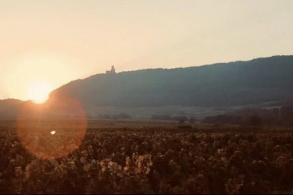 Visite du domaine et dégustation de nos vins - Bonjour Fun