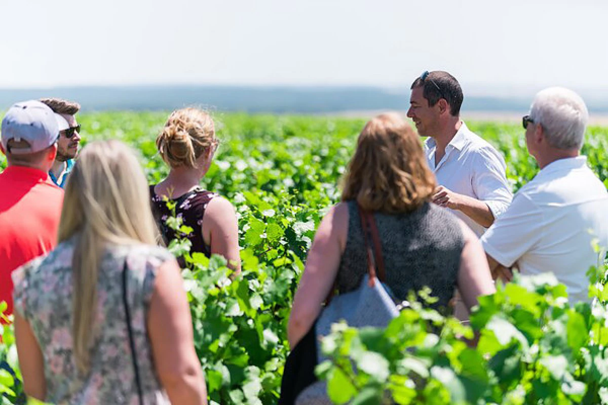 Visite et dégustation Chablis au Domaine Clotilde Davenne en français - Bonjour Fun