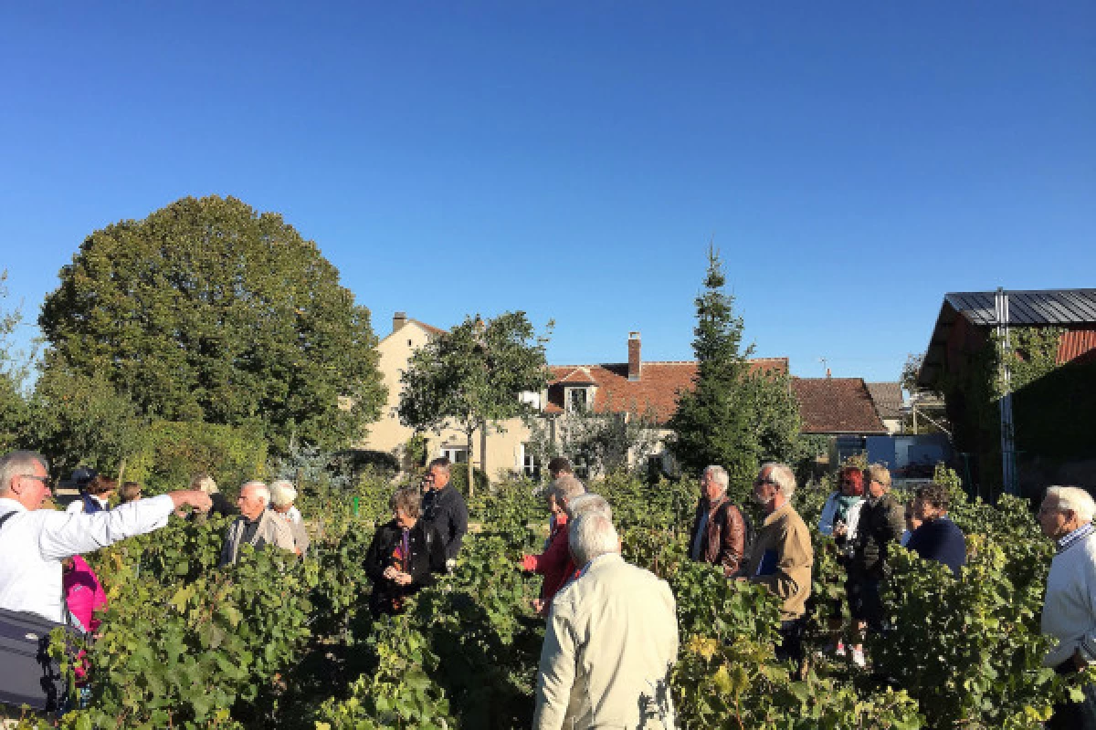 Visite et dégustation Chablis au Domaine Clotilde Davenne en français - Bonjour Fun