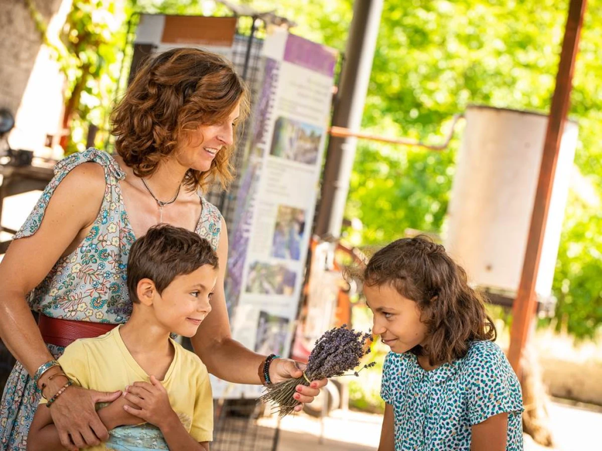 Visite guidée gratuite : découverte de la vie d'une lavande - Bonjour Fun