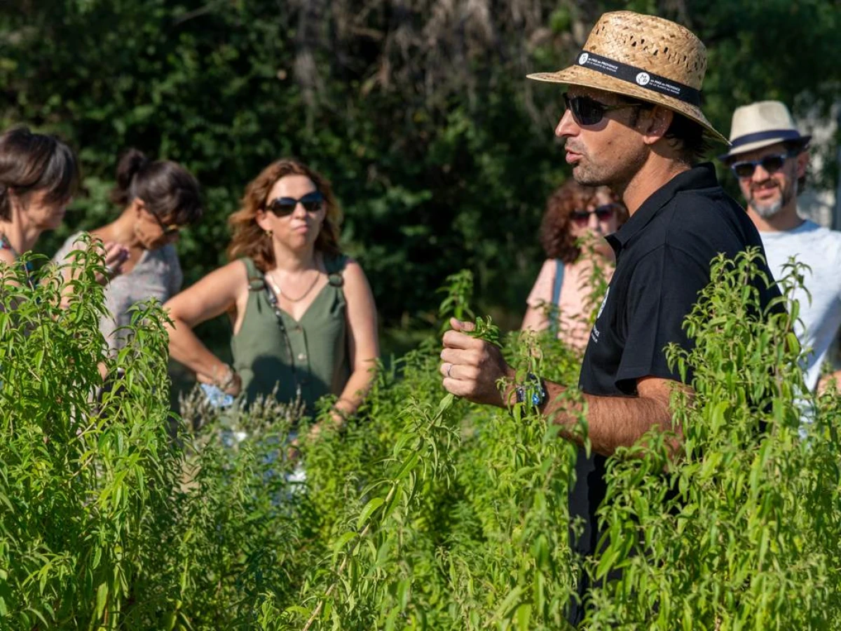 Visite Guidée de la Plante au Parfum - Bonjour Fun