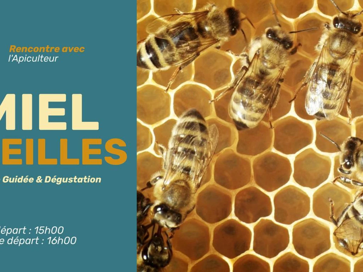 Visite Guidée Miel et les abeilles - ADULTE - Bonjour Fun