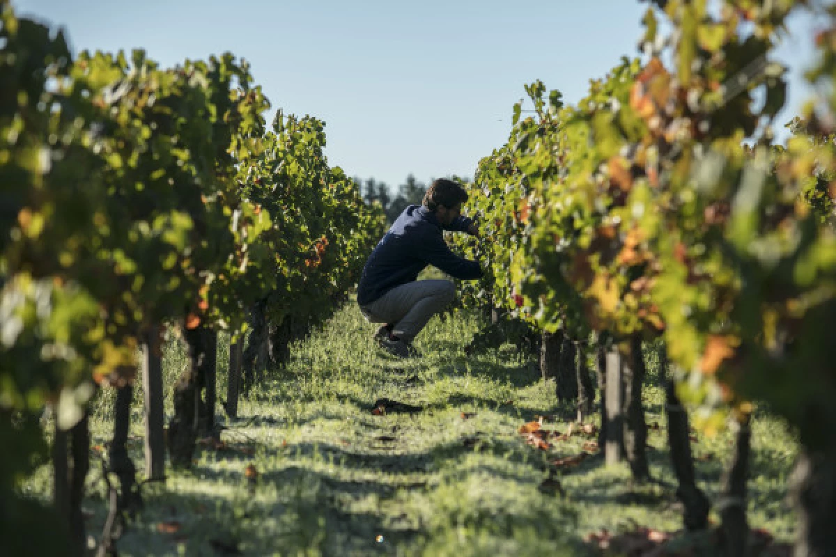 Visite Terroirs 4 vins - Bonjour Fun